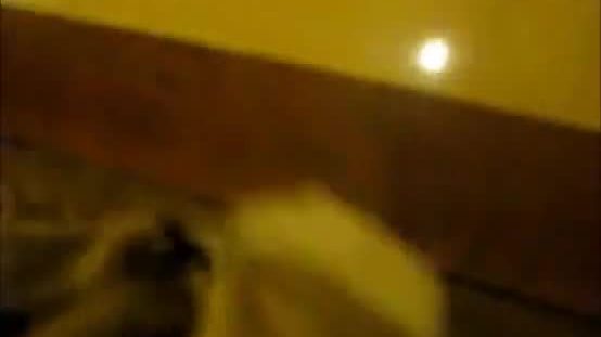 Vicktoria tiffany in a nice cocksucking shown in a hotel porn video
